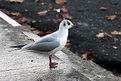 Picture Title - Gull in Autumn