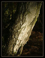 Picture Title - Birch Bark