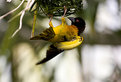 Picture Title - Weaver At Work