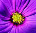 Picture Title - Flower