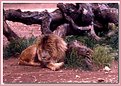 Picture Title - The lion sleep tonight