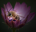 Picture Title - bee