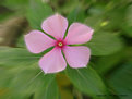 Picture Title - PinkPetals