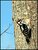 Hairy Woodpecker (male)