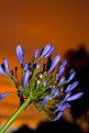 Picture Title - Agapanthus sunsetus