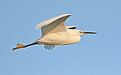 Picture Title - Snowy Egret.
