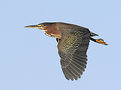 Picture Title - Green Heron