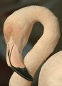 Picture Title - The Flamingo