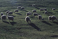 Picture Title - troppo sole,povere pecore