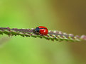 Picture Title - Ladybug