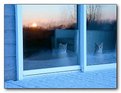 Picture Title - Kitten Sunrise