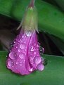 Picture Title - Kisses of rain