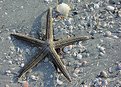 Picture Title - Short-Spined Starfish