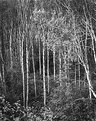 Picture Title - Lester Road Aspens No. 2