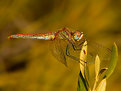 Picture Title - Dragonfly