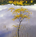 Picture Title - Lochside birches