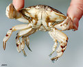 Picture Title - Crabby