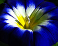 Picture Title - blue, white, yellow