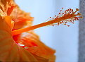 Picture Title - Hibiscus flower