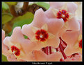 Picture Title - Hoya flowers