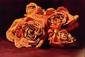 Picture Title - Wilted Roses