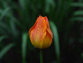 Picture Title - Orange Tulip