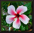 Picture Title - Pink Hibiscus