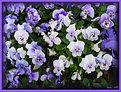 Picture Title - Pansy Choir