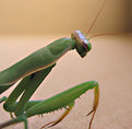 Picture Title - Mantis redux