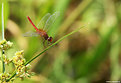 Picture Title - .:: Dragonfly's ballet ::.