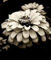 Picture Title - A flower