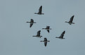 Picture Title - geese squadron