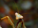 Picture Title -  Mantis