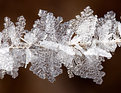 Picture Title - Frosted Flakes