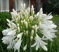 Picture Title - White Agapanthus