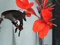 Picture Title - Butterfly