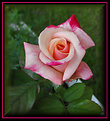 Picture Title - Double Delight Rose