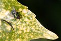 Picture Title - resting on its laurel