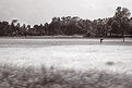 Picture Title - Assam rice field