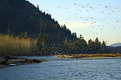 Picture Title - Vedder River 1