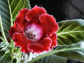 Picture Title - Gloxinia (Full Bloom)