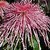 Spider Chrysanthemum