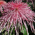 Picture Title - Spider Chrysanthemum