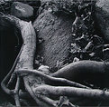 Picture Title - Root