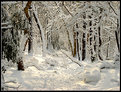 Picture Title - WINTER .