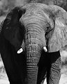 Picture Title - Elephant 2