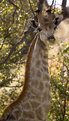 Picture Title - Giraffe 1