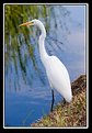 Picture Title - Great White 1
