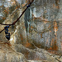 Picture Title - Self Portrait as a Leaf