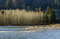 Picture Title - Vedder River 2
